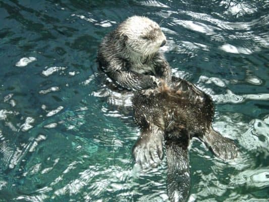 10 Incredible Sea Otter Facts - AZ Animals