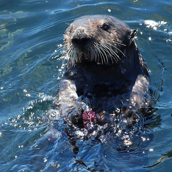 sea otter