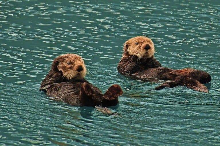 Two sea otters on their backs