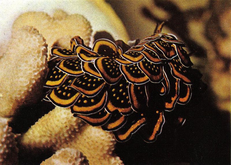 Sea Slug in aquarium