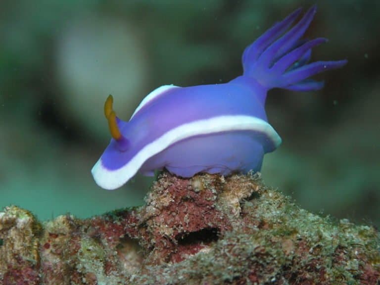 Blue Sea Slug on a rock