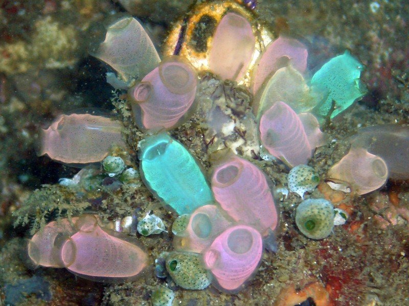 Sea Squirt