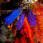 Sea squirts