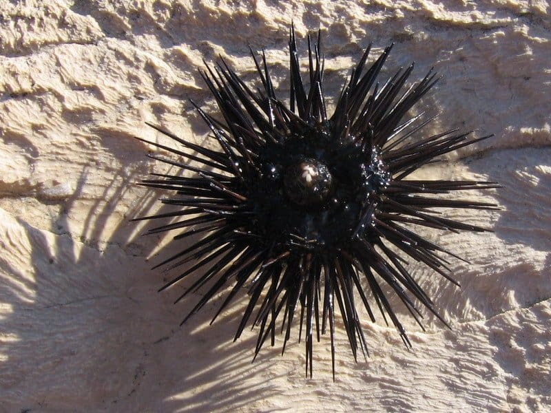 what phylum do sea urchins belong to