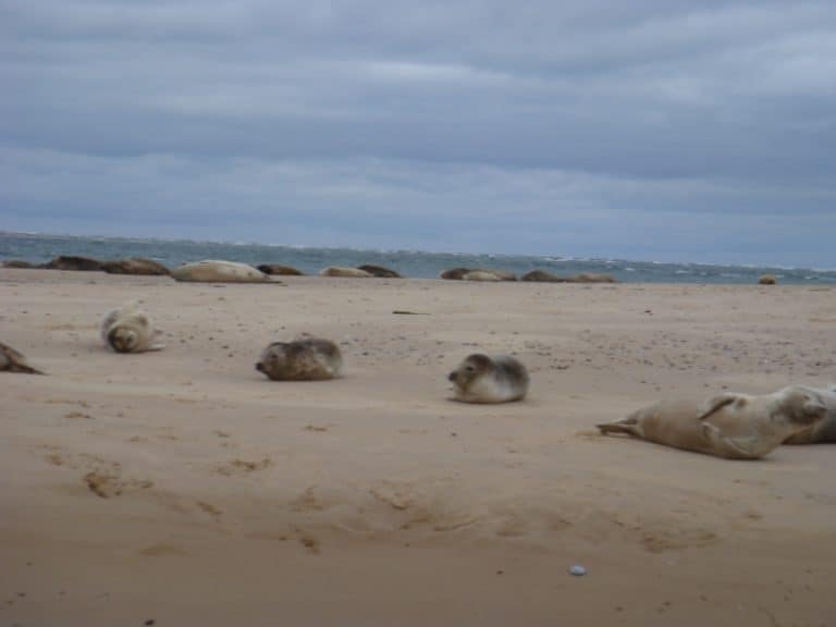 Common Seals at Blakeney Point