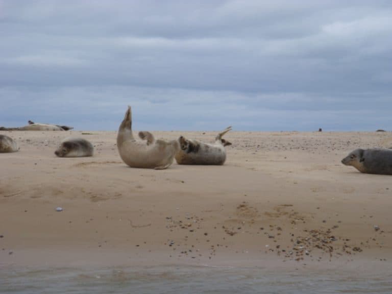 Common Seals at Blakeney Point