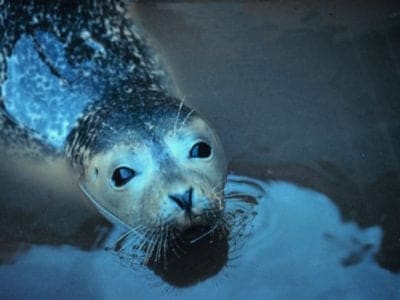 A Seal