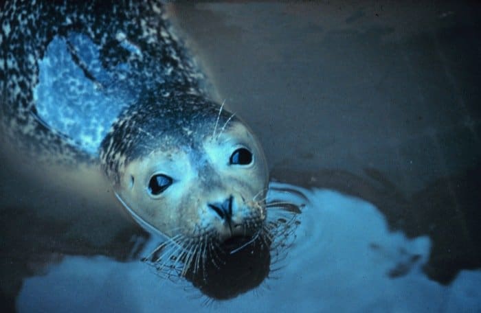 Seal in the water