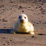Baby Seal lying on the sand