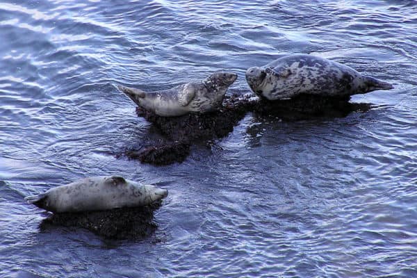 Three Seals lying on rocks in the water