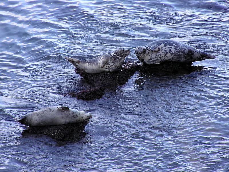 Three Seals lying on rocks in the water
