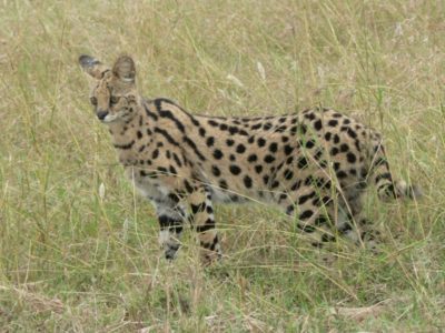 A Leptailurus serval