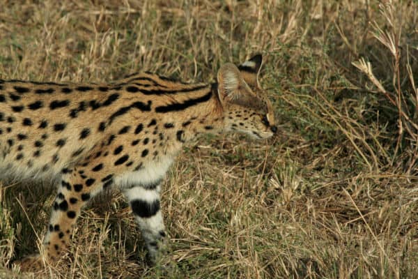 A Serval in the Serengeti
