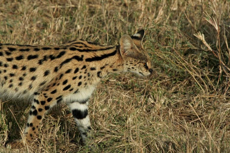 Serengeti Serval