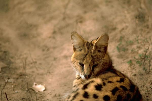 Serval cat (Leptailurus serval)