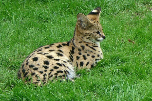 A young serval (Leptailurus serval) in Thoiry Zoo.