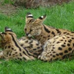 Two young servals (Leptailurus serval) in Thoiry Zoo