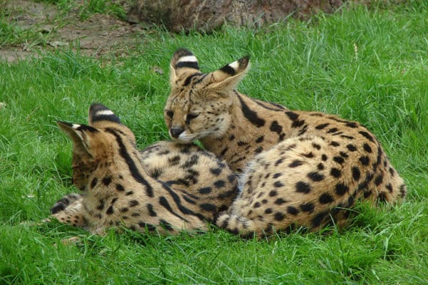 Two young servals (Leptailurus serval) in Thoiry Zoo