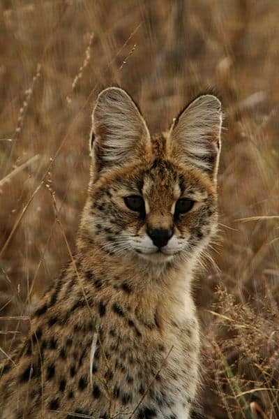 Serval looking at the camera