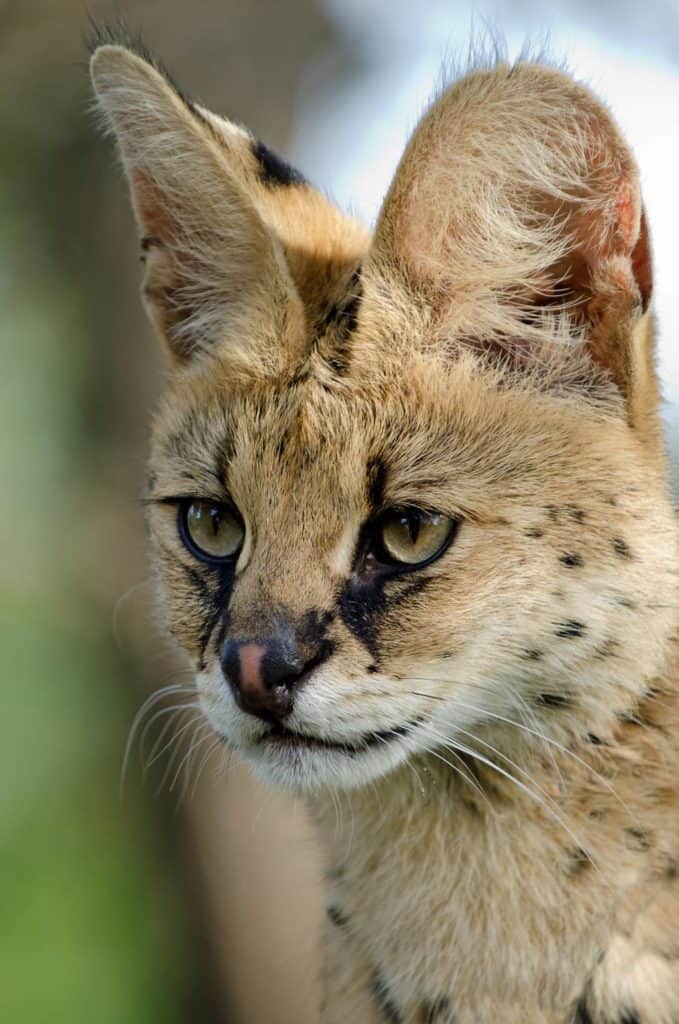 Serval Animal Pictures | A-Z Animals