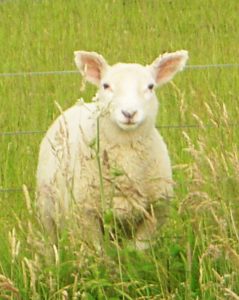 The Best Sheep Shears You’ll Actually Want to Use Picture