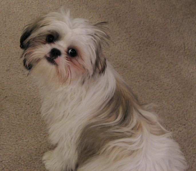 Shih Tzu Dog Breed Information & Characteristics