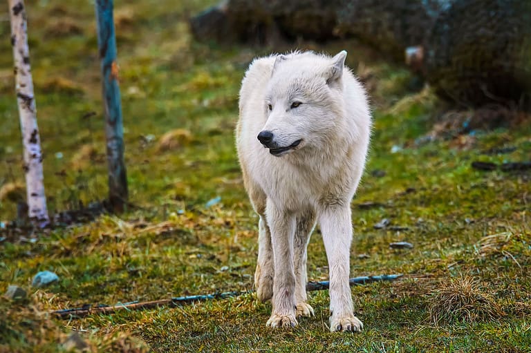 Arctic wolf