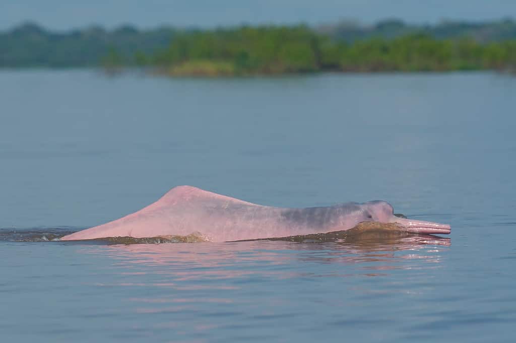 Amazan River Dolphin (Inia geoffrensis)