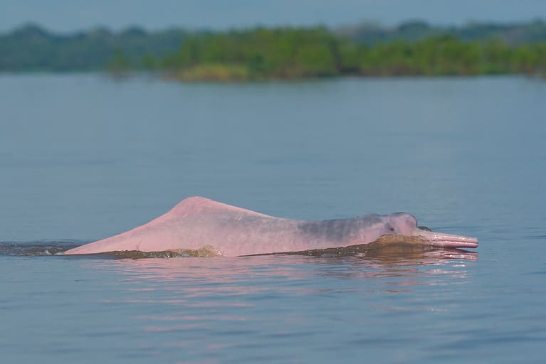 Amazan River Dolphin (Inia geoffrensis)