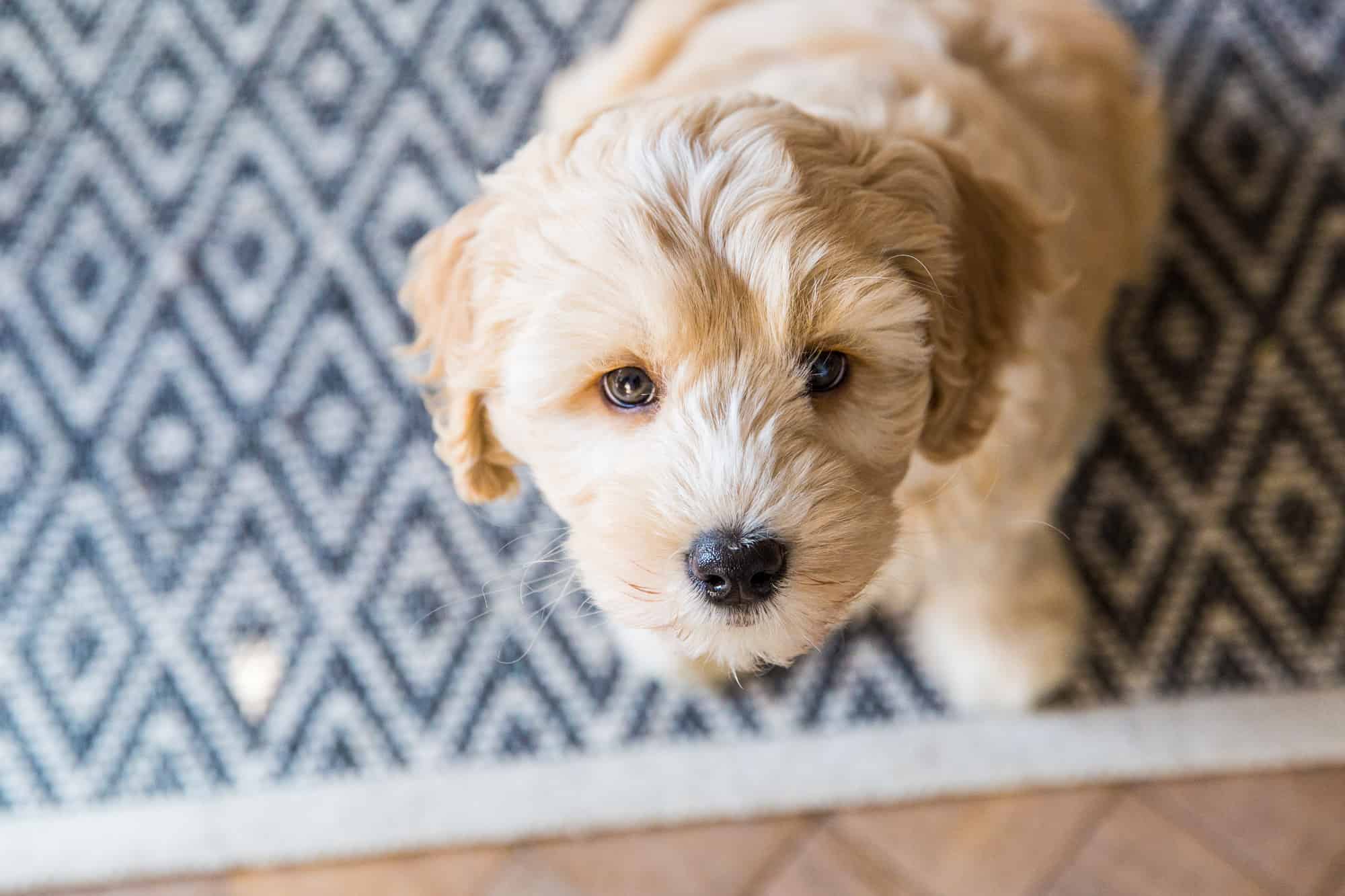 White labradoodle puppy in the grass