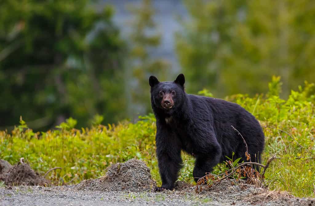 Black bear looking at the camera, surrounded by wild flowers. 