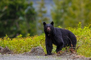 See This Massive Black Bear Smack This Man on the Rear End After He Told the Bear to Leave Picture