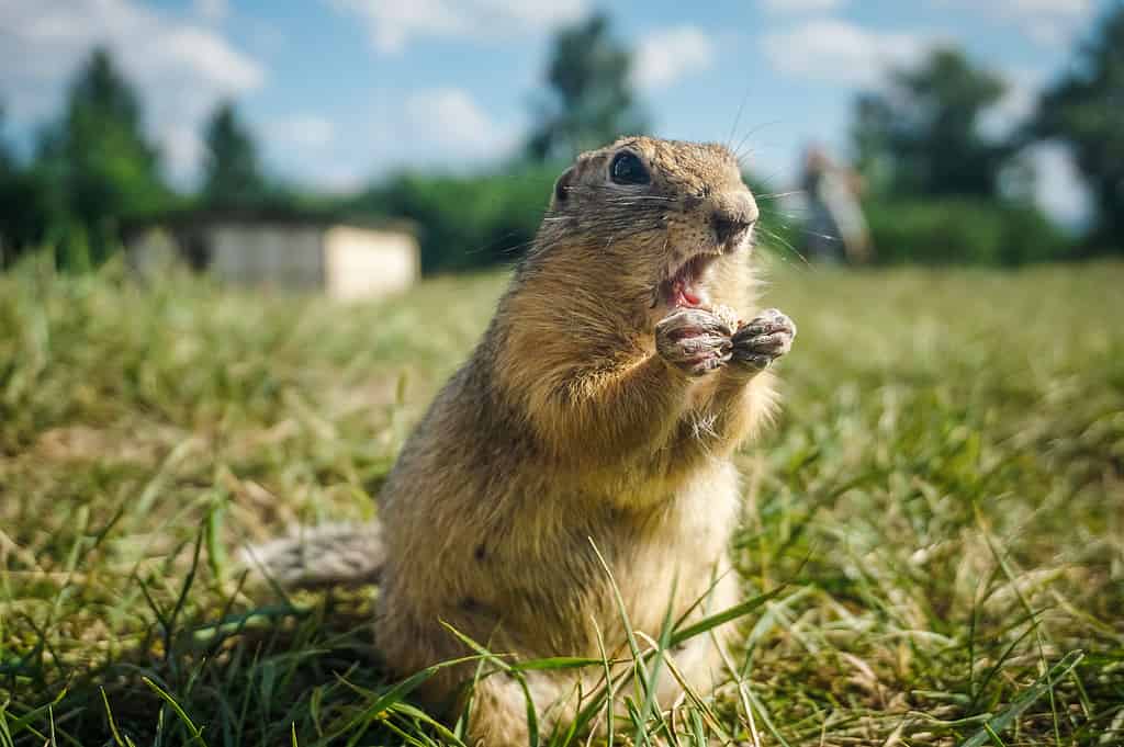 A Gopher in Minnesota, USA.