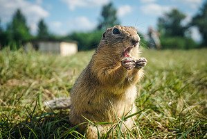 7 Quick and Effective Ways to Get Rid of Gophers on Your Property Picture