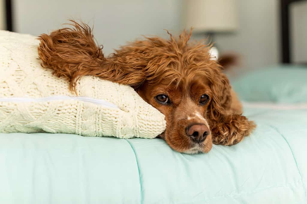 cocker spaniel dog laying in a bed