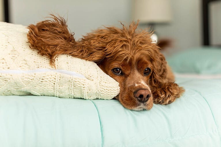 cocker spaniel dog laying in a bed