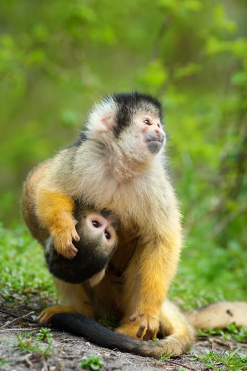 squirrel monkey with baby