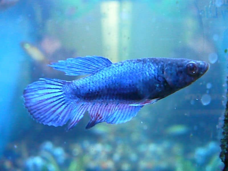 Female betta best sale fish fighting