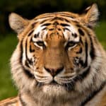 Siberian tiger