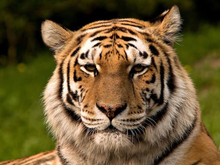 Siberian Tiger in grassland