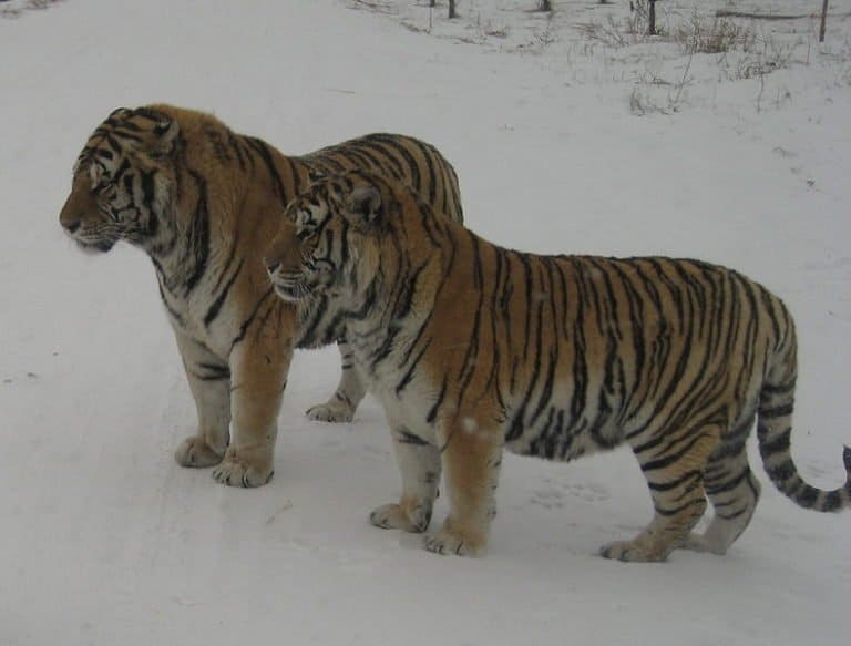 Siberian Tiger in snow