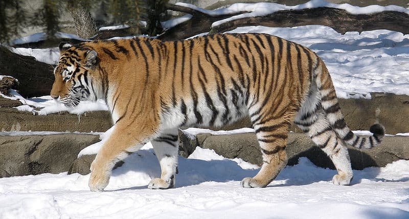 Siberian Tiger in snow