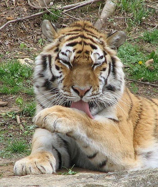 Siberian Tiger grooming