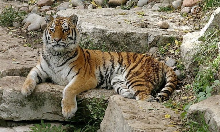 Siberian Tiger lying on rocks