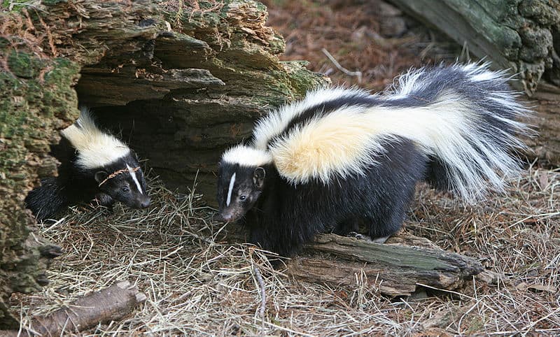 Skunks grow a double-layered coat to keep them warm during their winter sleep