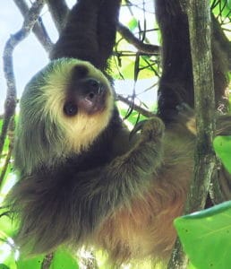 Sloth hanging in a tree