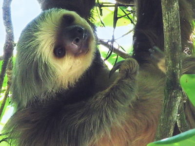 Sloth Picture