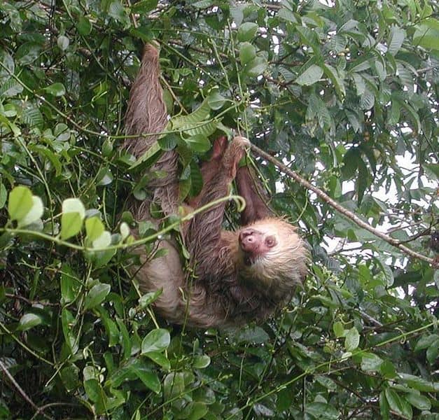 Sloth in a tree