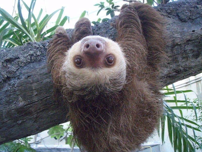 Sloth on a branch