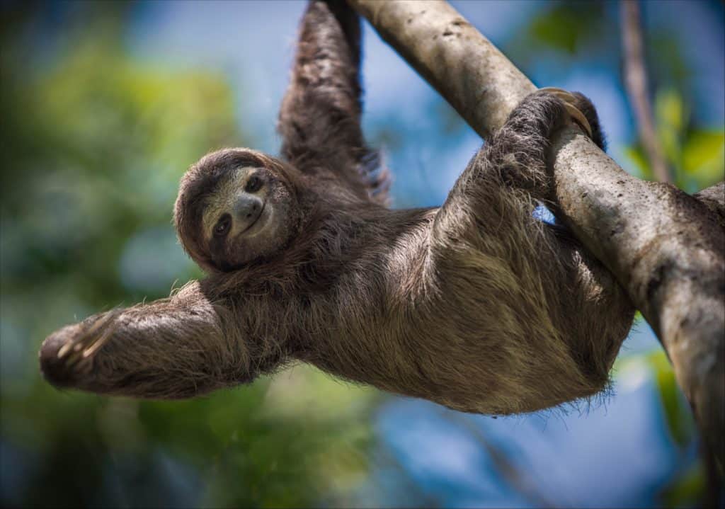 Sloth (Choloepus Hoffmani) in a tree